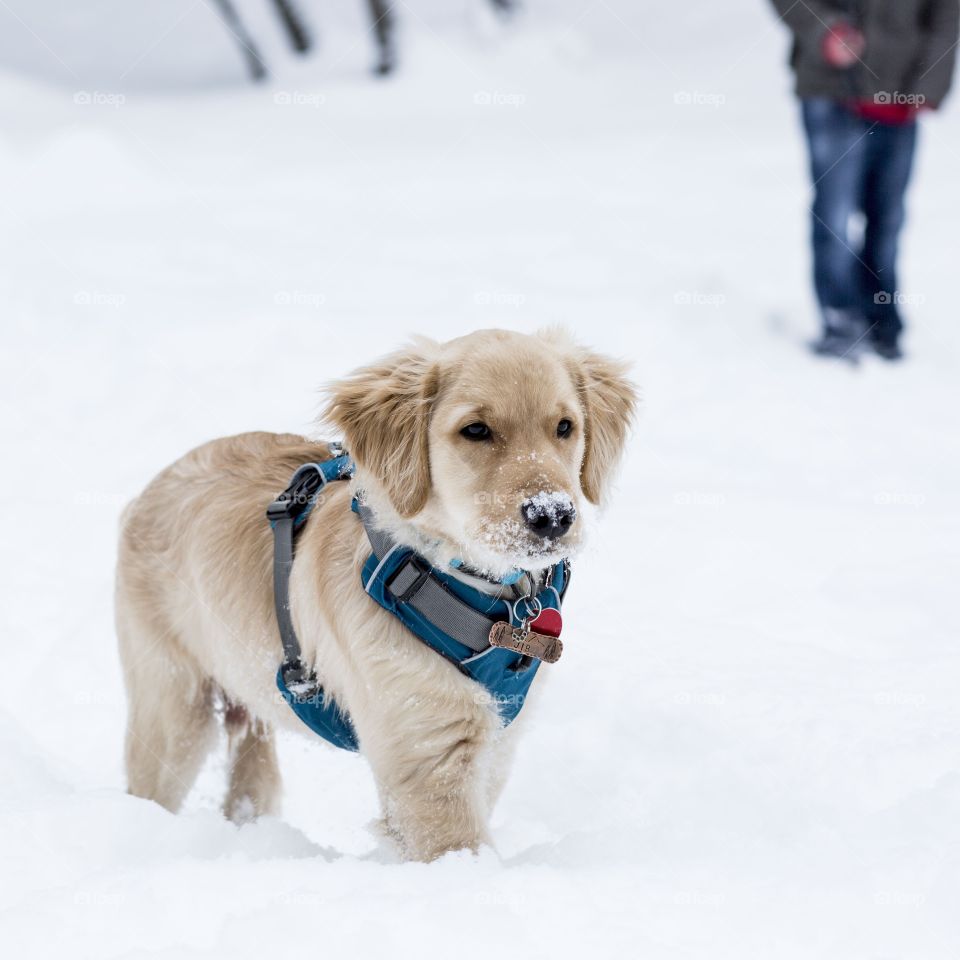 Dog, Winter, Snow, Pet, Cute