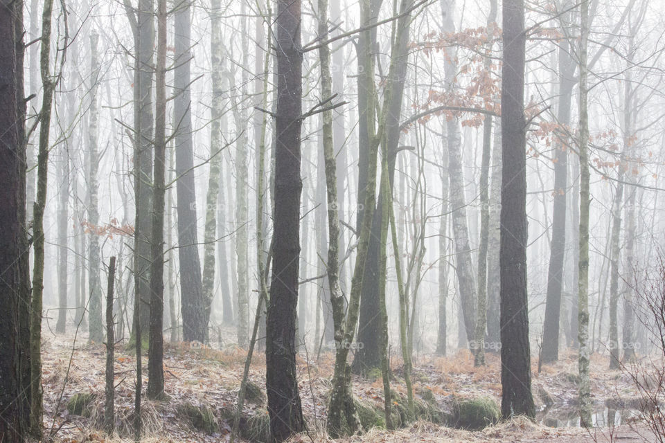 Fog in forest