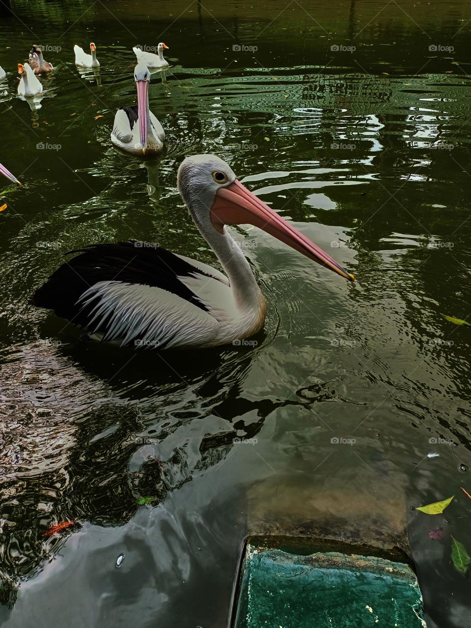 The great white pelican (Pelecanus onocrotalus) aka the eastern white pelican, rosy pelican or white pelican. A group of pelicans finding and waiting for food from visitors in the zoo.