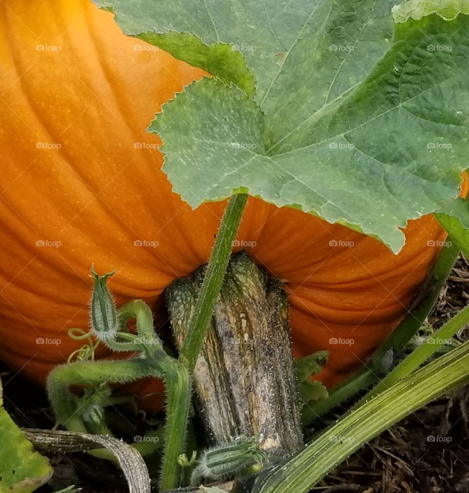 Another pumpkin prepares to bloom