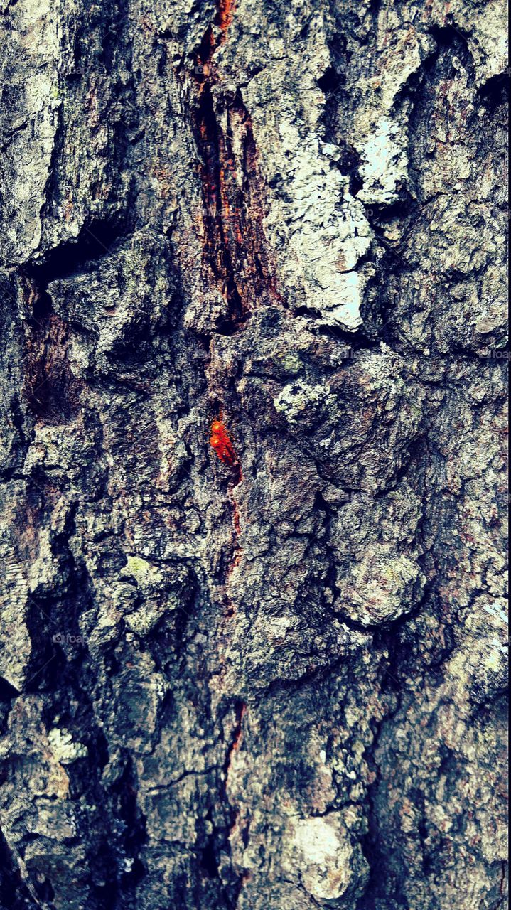 Tree bark on a hiking trail