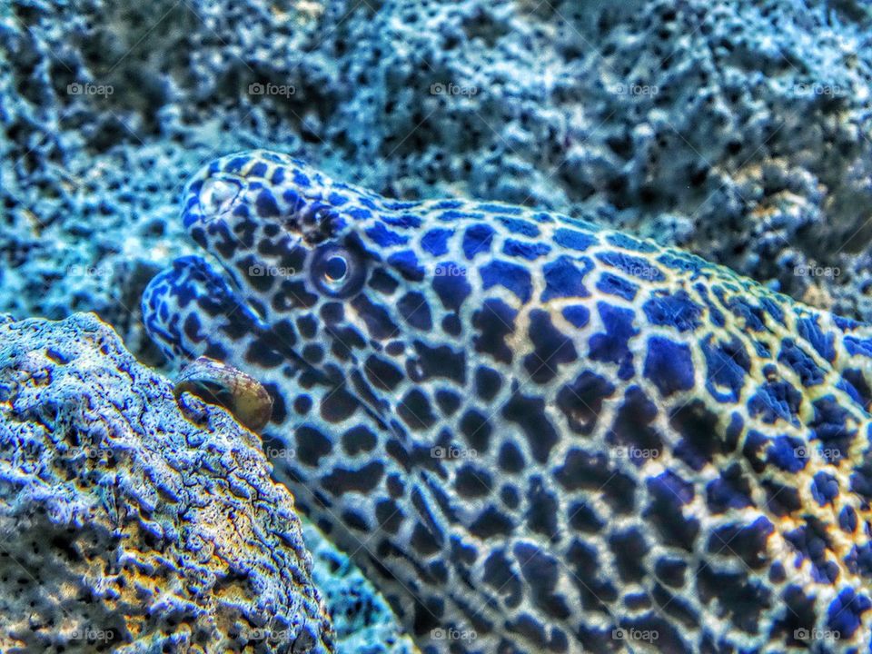 Electric Eel Lurking Among Coral. Electric Eel In Pacific Waters
