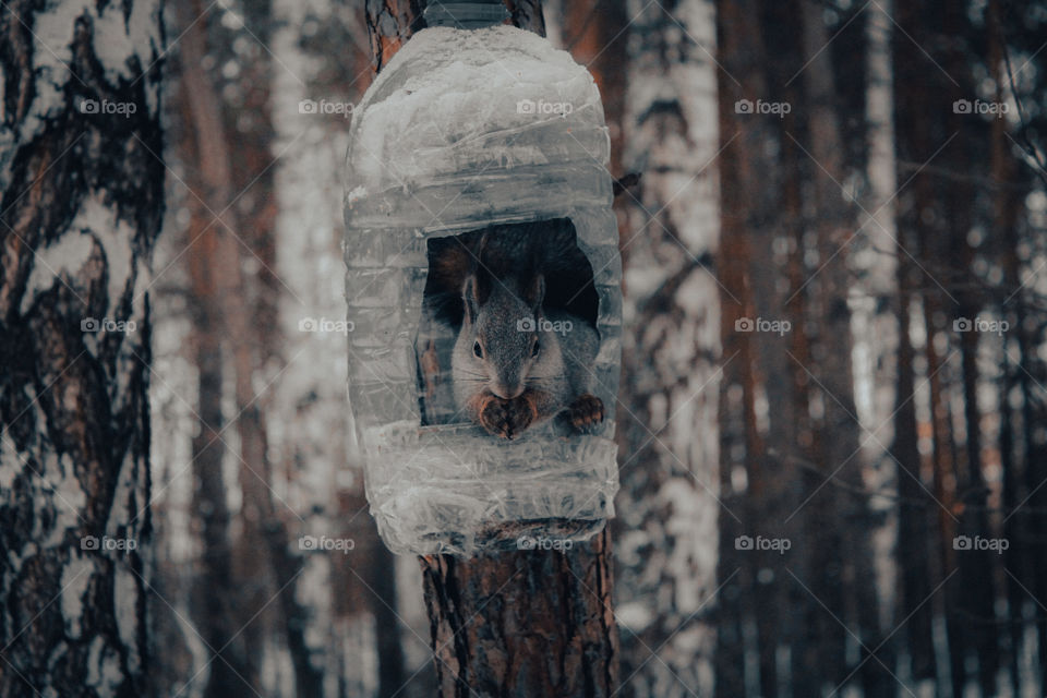 Cute forest squirrel