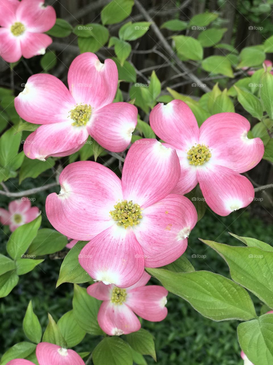 Dogwood tree