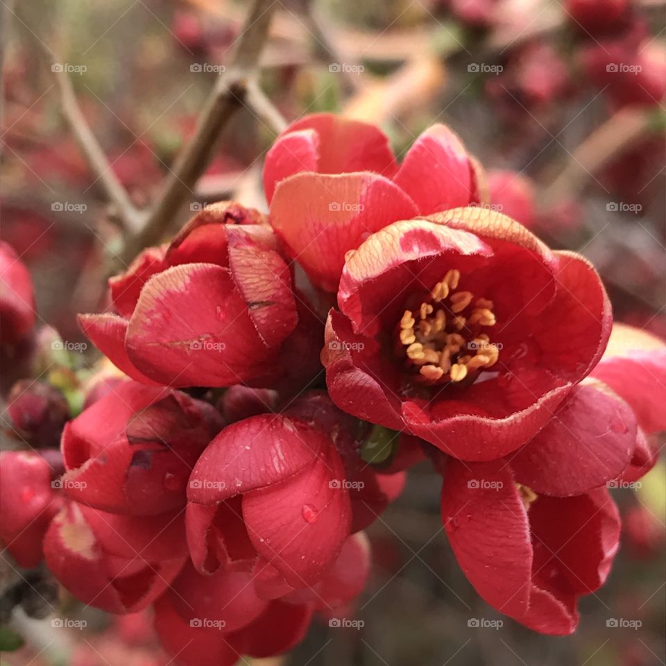 Red Bloom