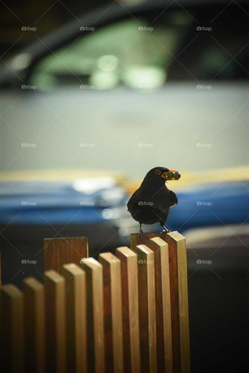 A blackbird is perched on a wooden fence, holding a berry in its beak. The background is blurred, featuring parked cars and soft lighting, giving the image a natural yet urban feel.