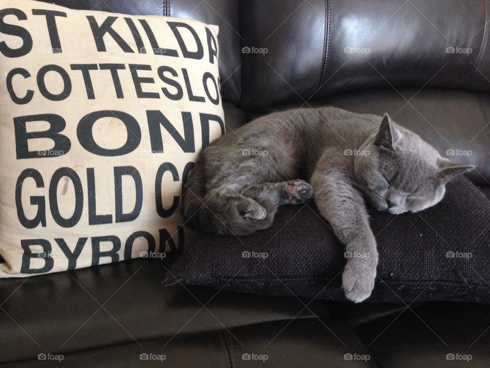 Sleeping kitty . Original unfiltered photo British shorthair cat sleeping Australia George Winston Henry 