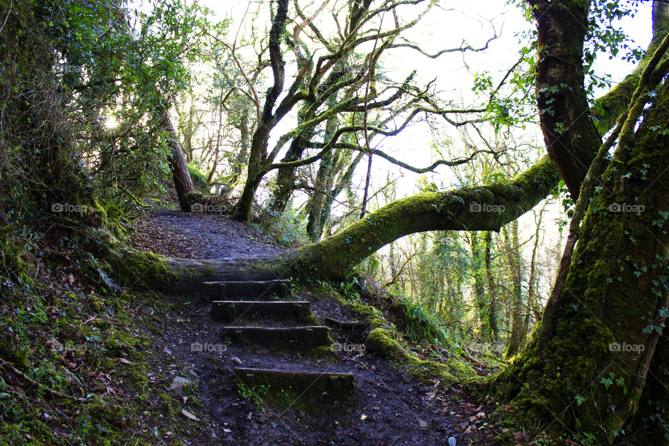 Woodland steps