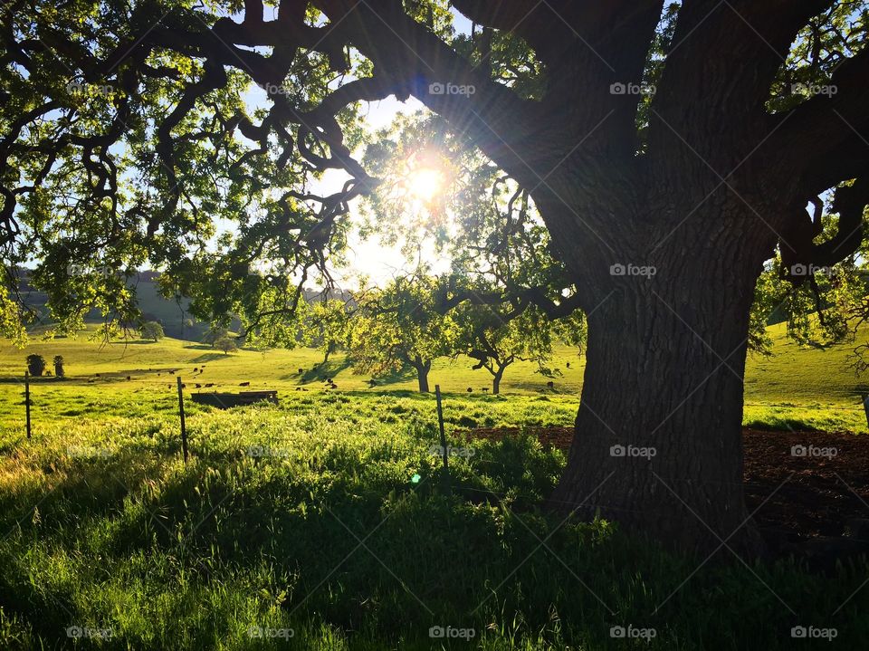 View of a tree and field