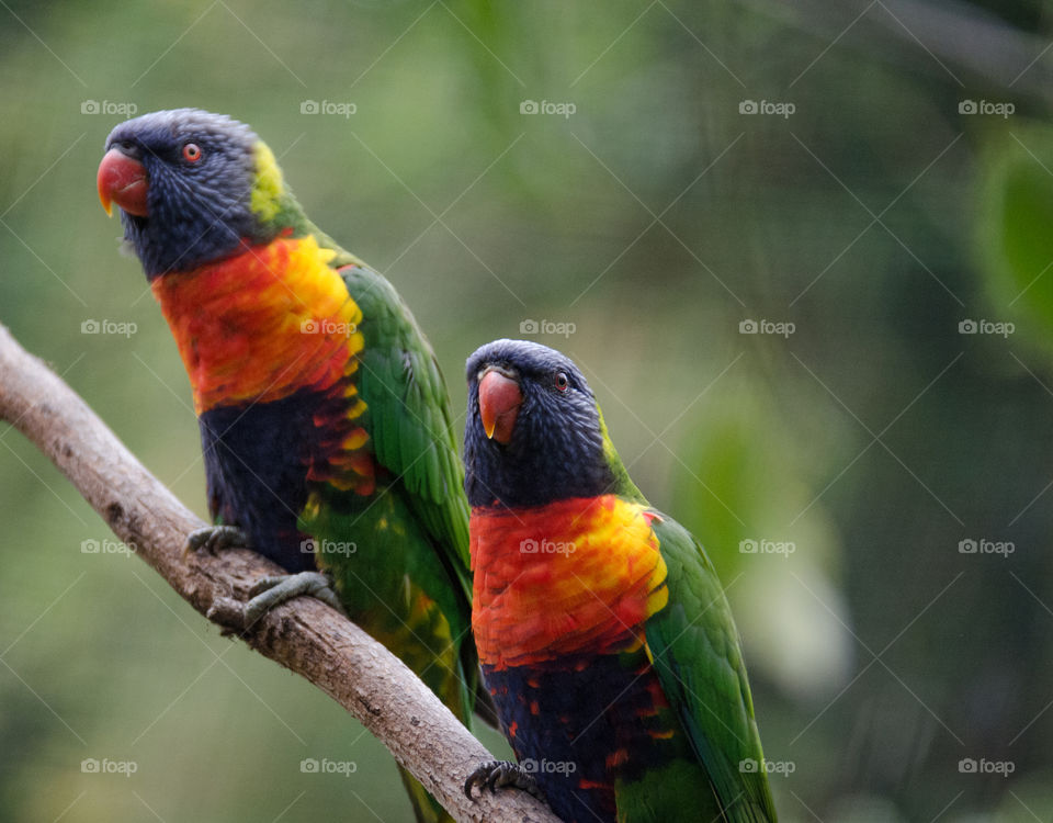 Some rainbow parrots in New Zealand 
