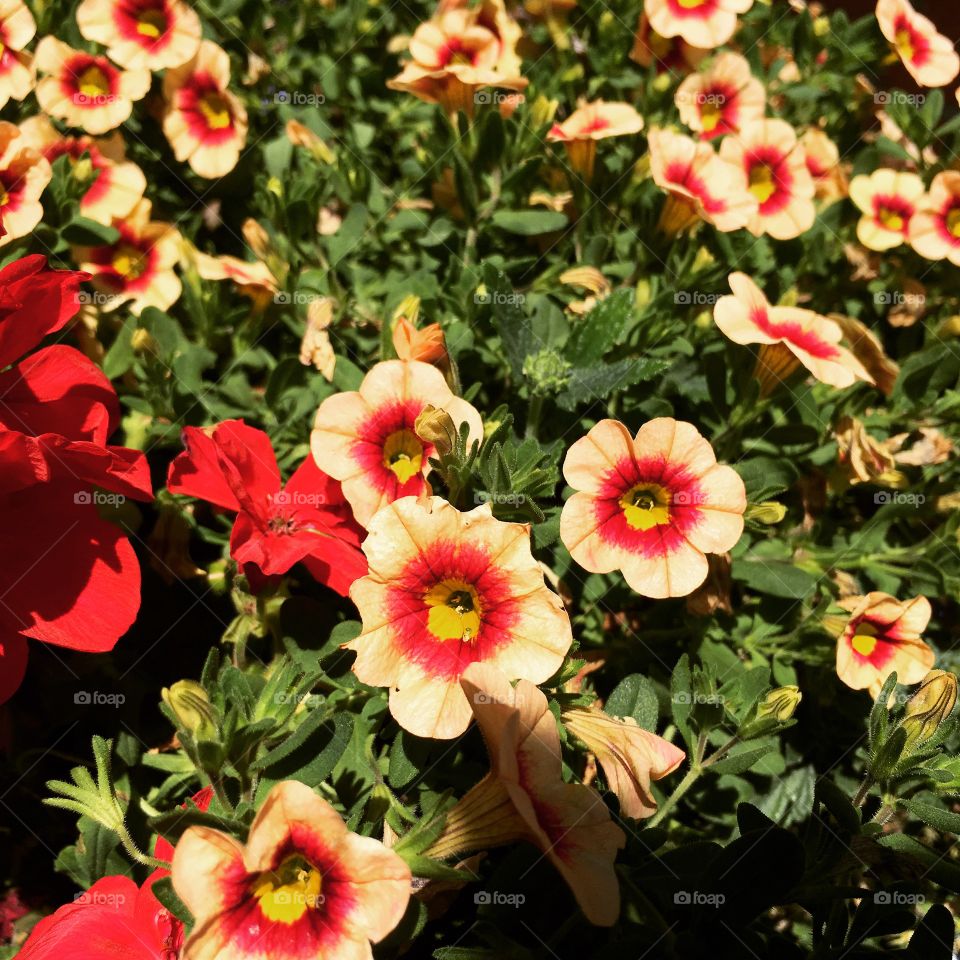 View of beautiful flowers