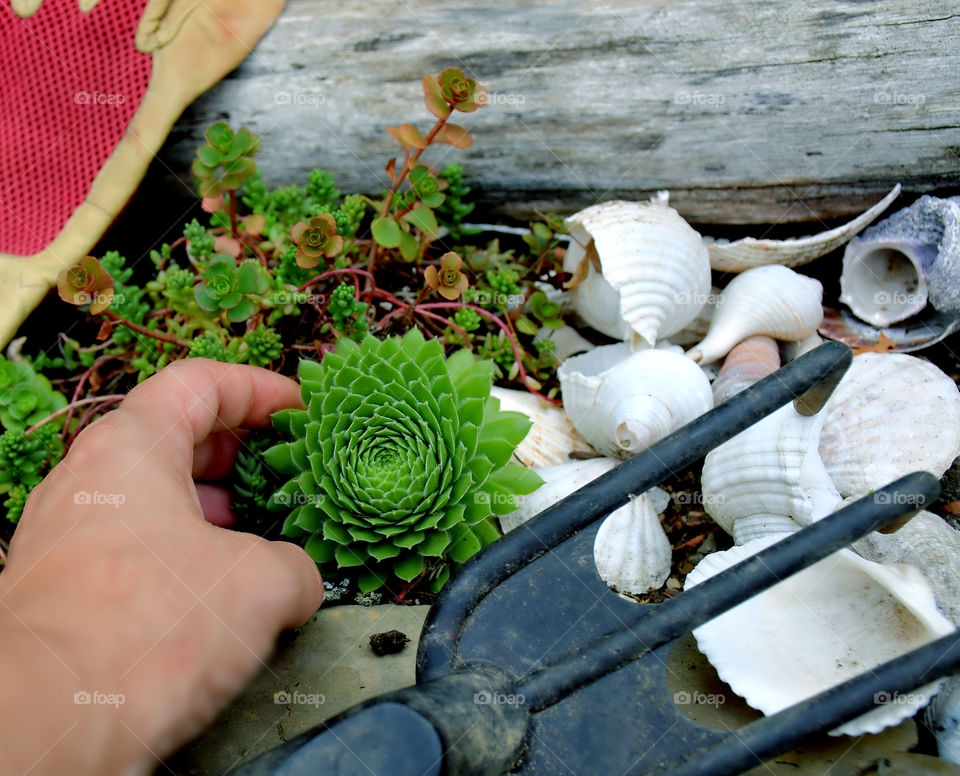 My shell and cactus garden 

