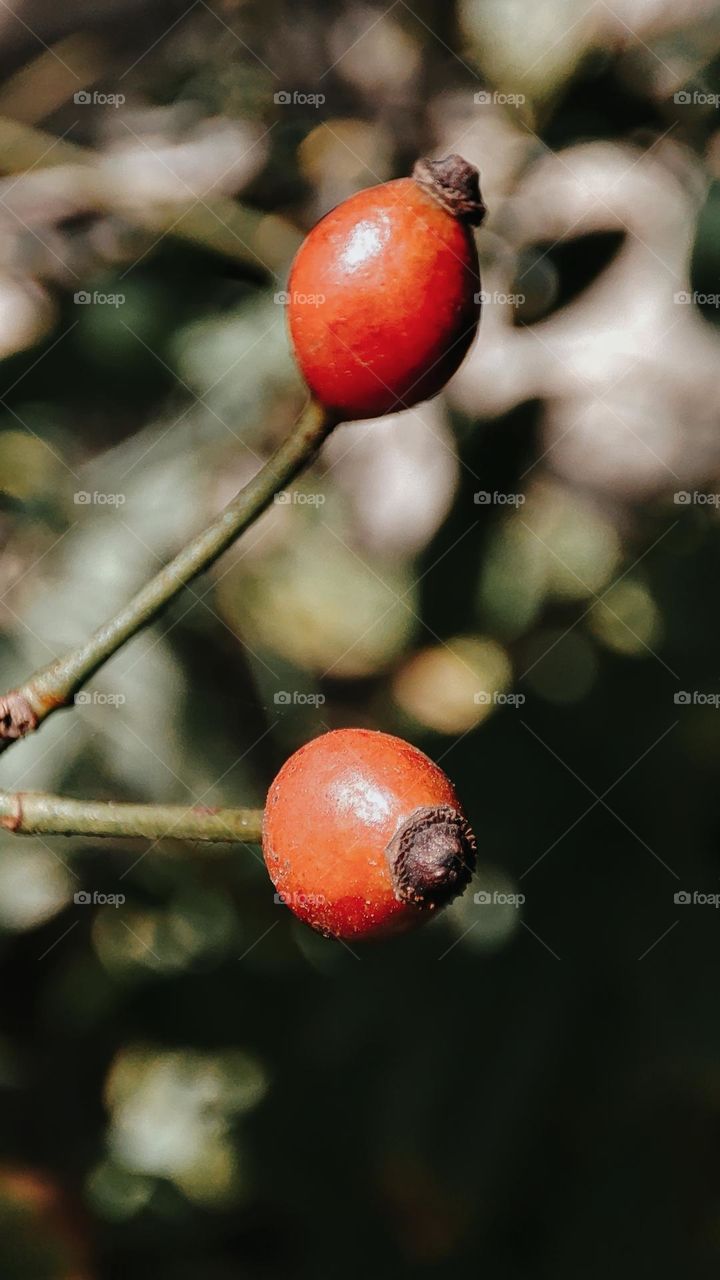 Rose hips