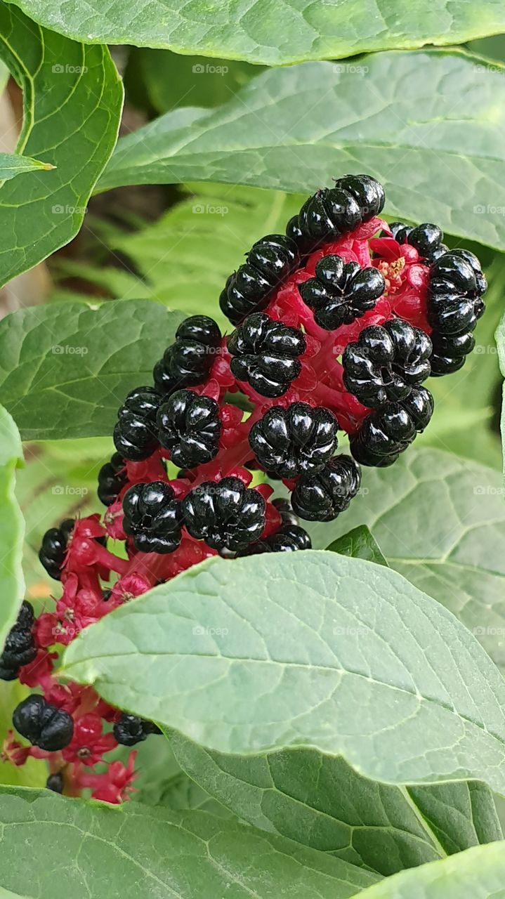 black berries on red branch