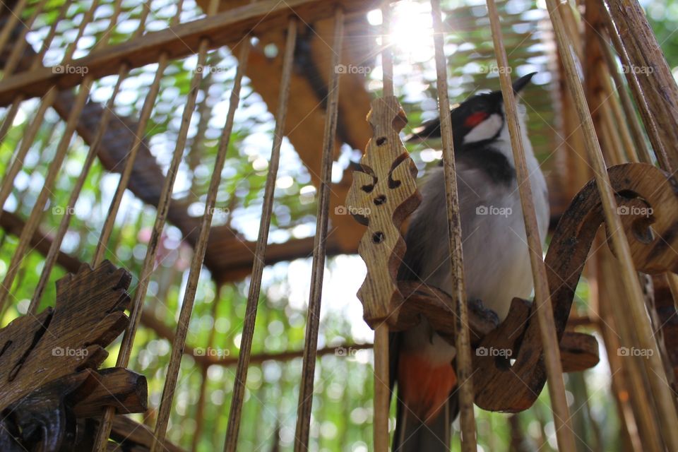 Birdie in a cage