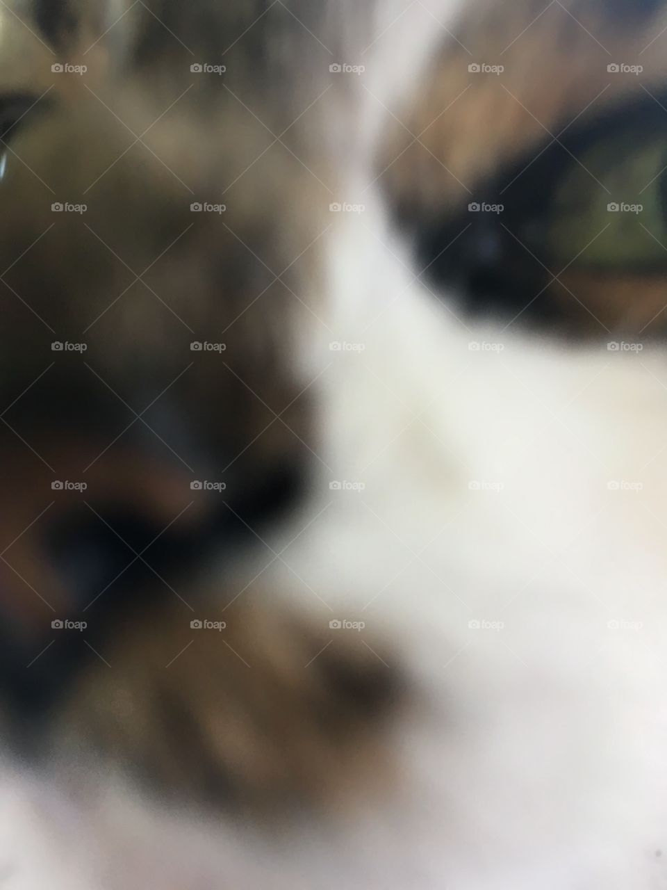 Can you see me now? A close close up of my cat pretty girl. Can you see her? An eye maybe 