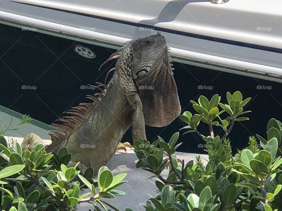 Tanning Iguana by the Marina