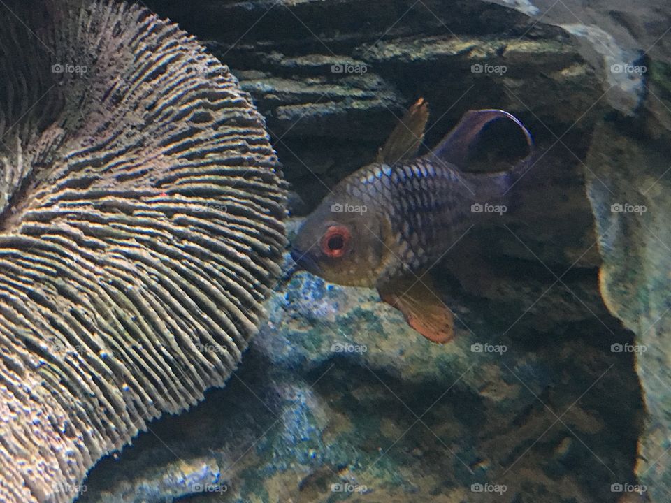 Fish, Underwater, Swimming, No Person, Wildlife