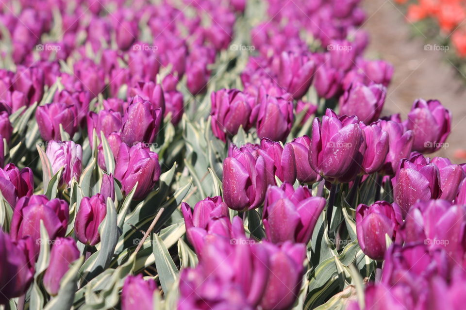 Purple Tulips fields