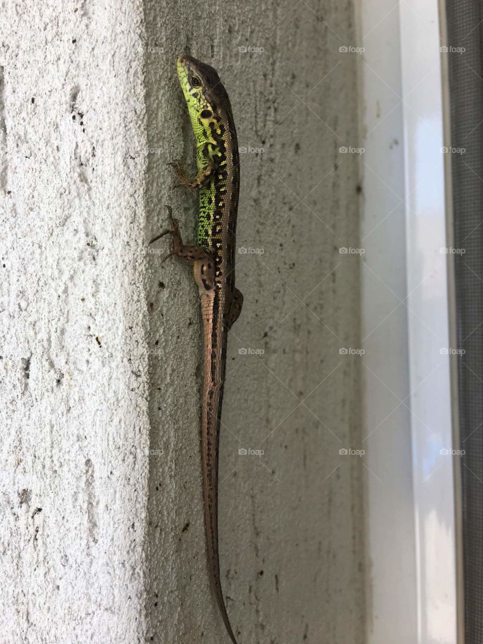 unexpecting guest🤓