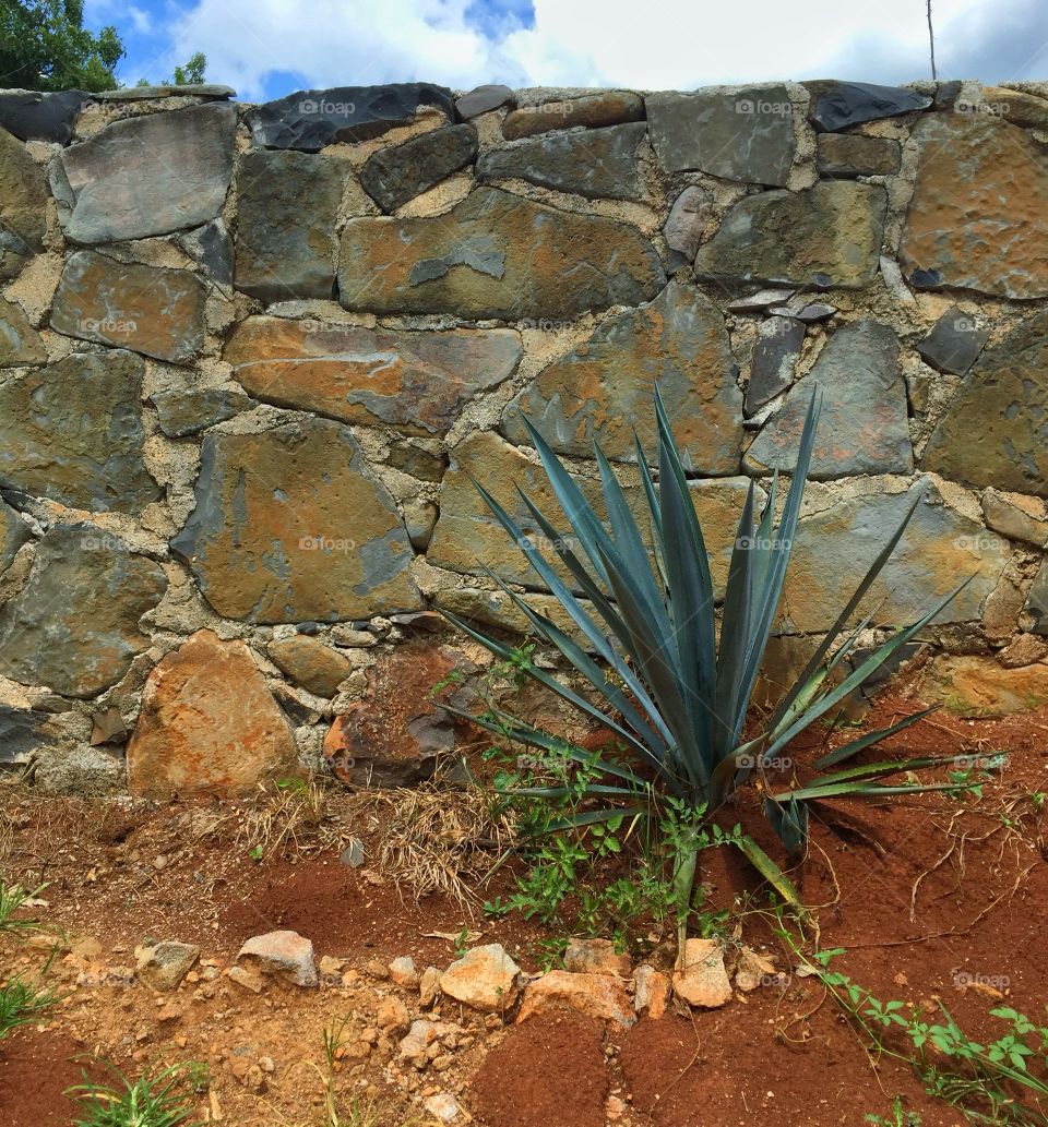 Agave by stone wall