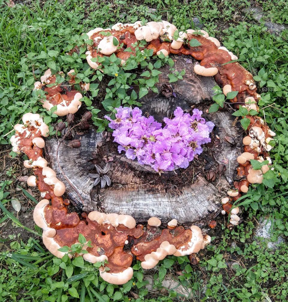 color love. natural  plants colors give us happiness. the pink purple fallen flowers of Queen crapemystle are beautiful, plus the fresh ganoderma colors, well matched.