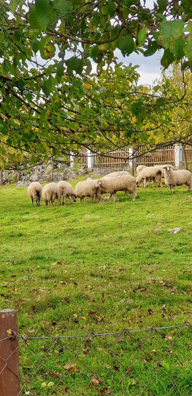 sheeps under the trees