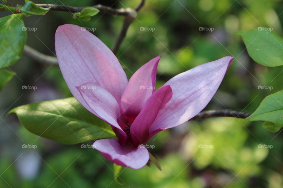 Magnolia bloom