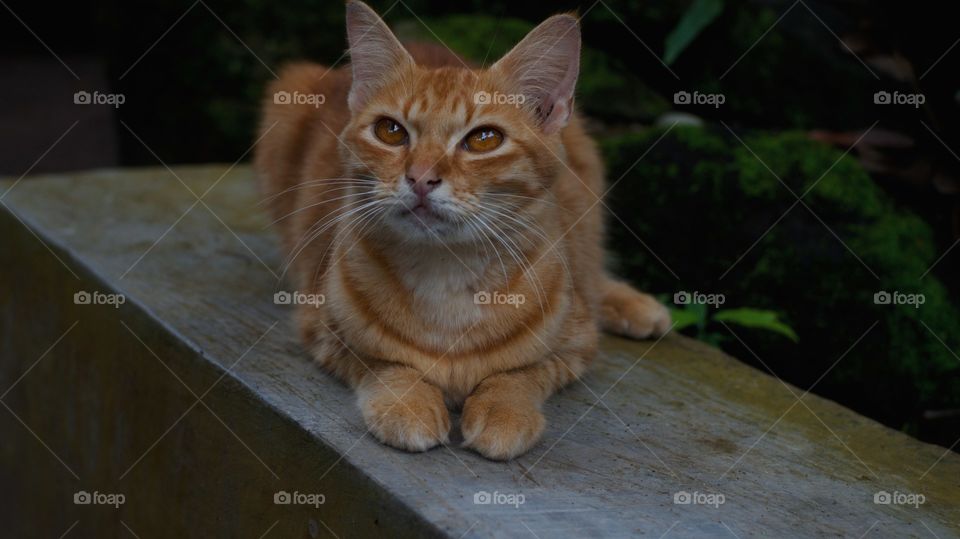 The orange small cat stared up