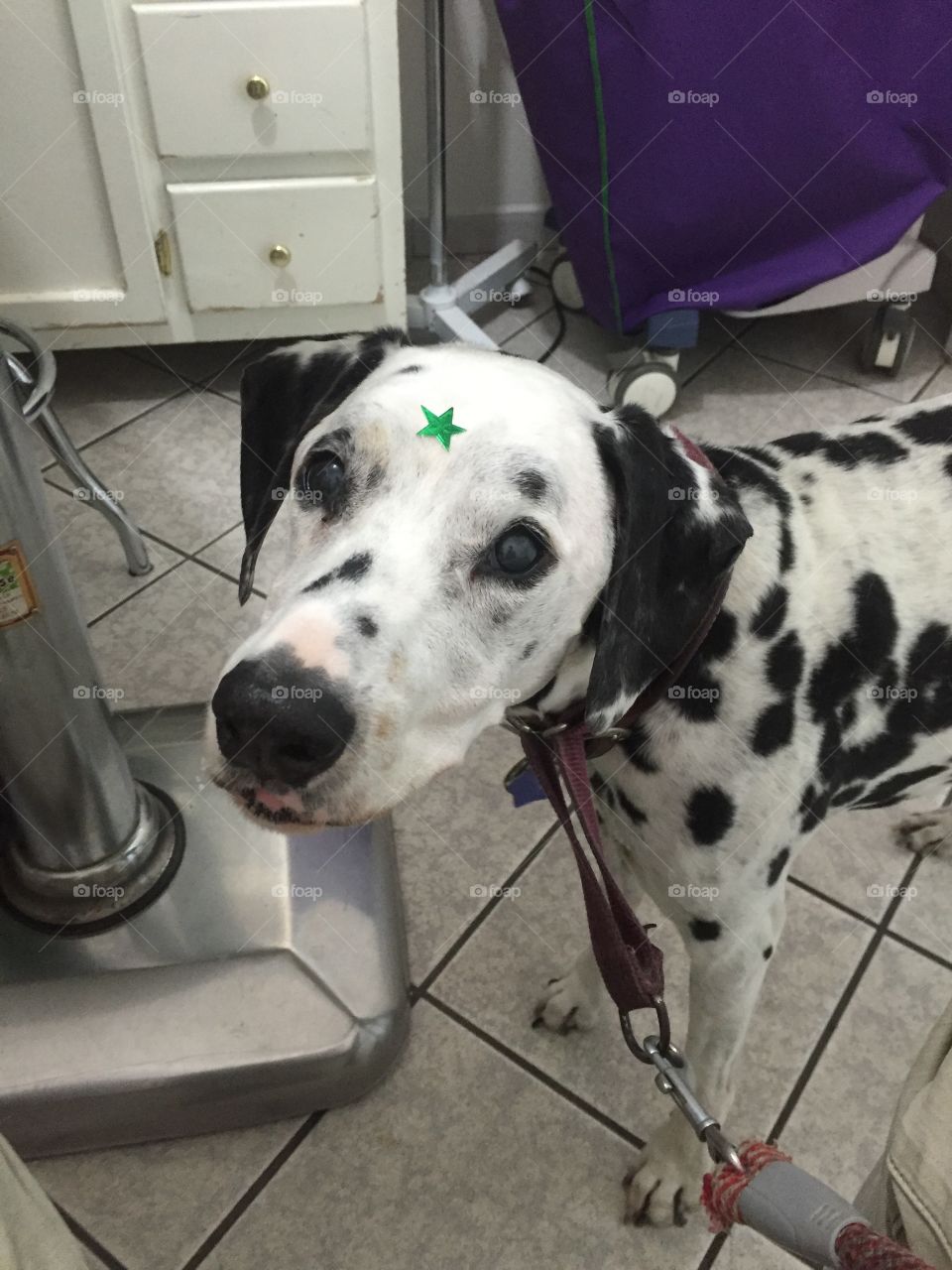 Dalmatian at the veterinarian's office with a star on her forehead 