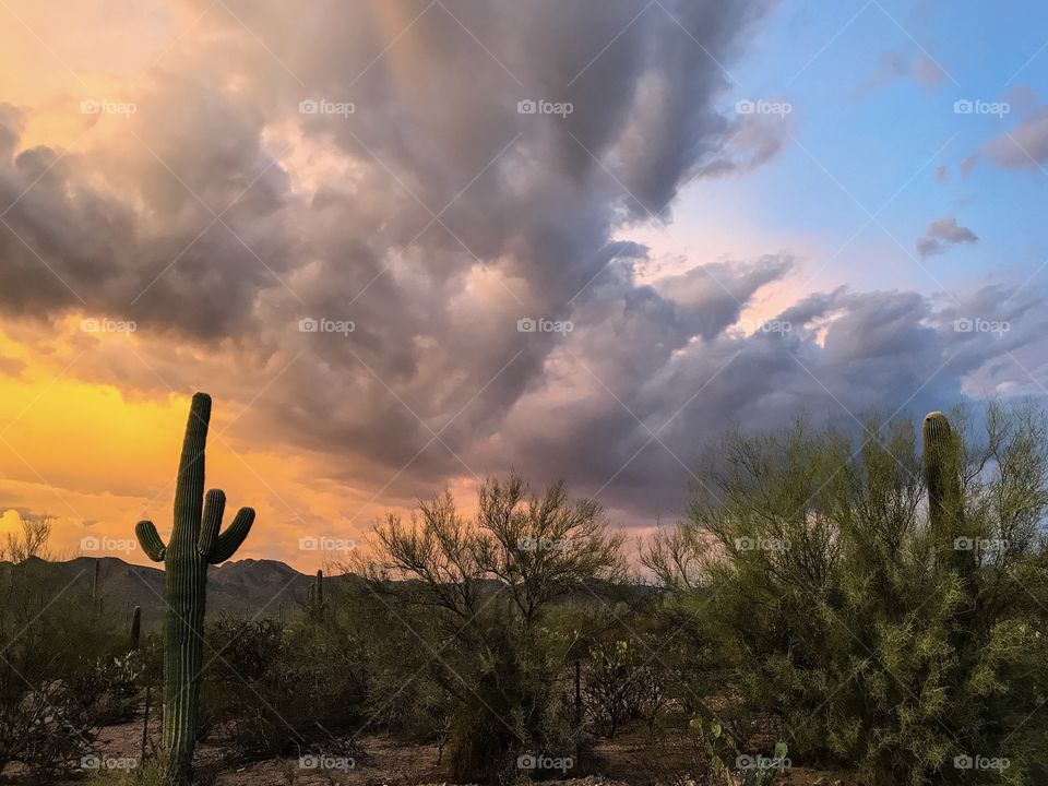 Desert Sunset Landscape 