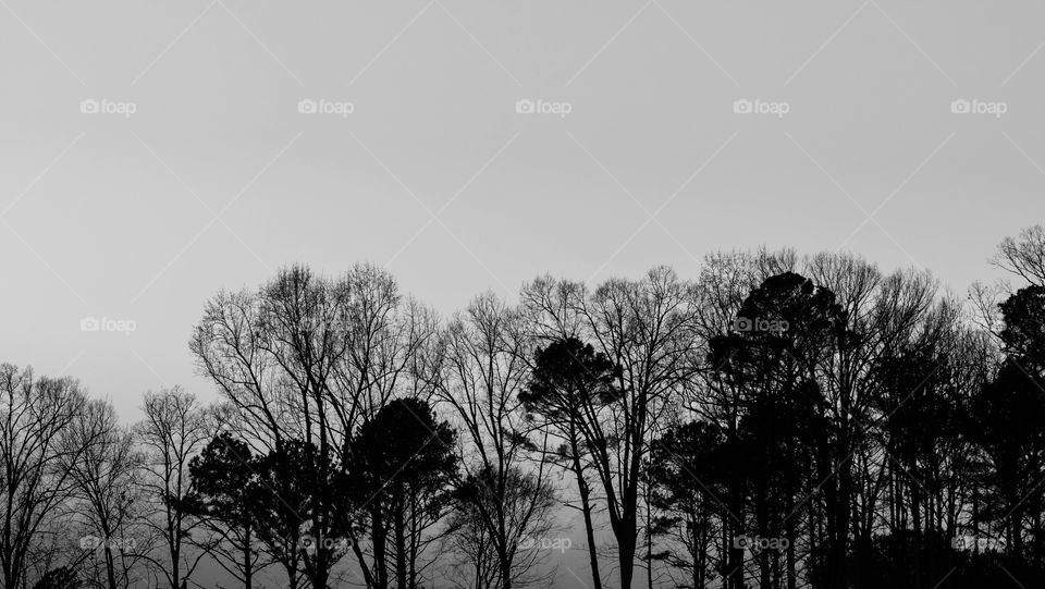 Black and white trees silhouette 