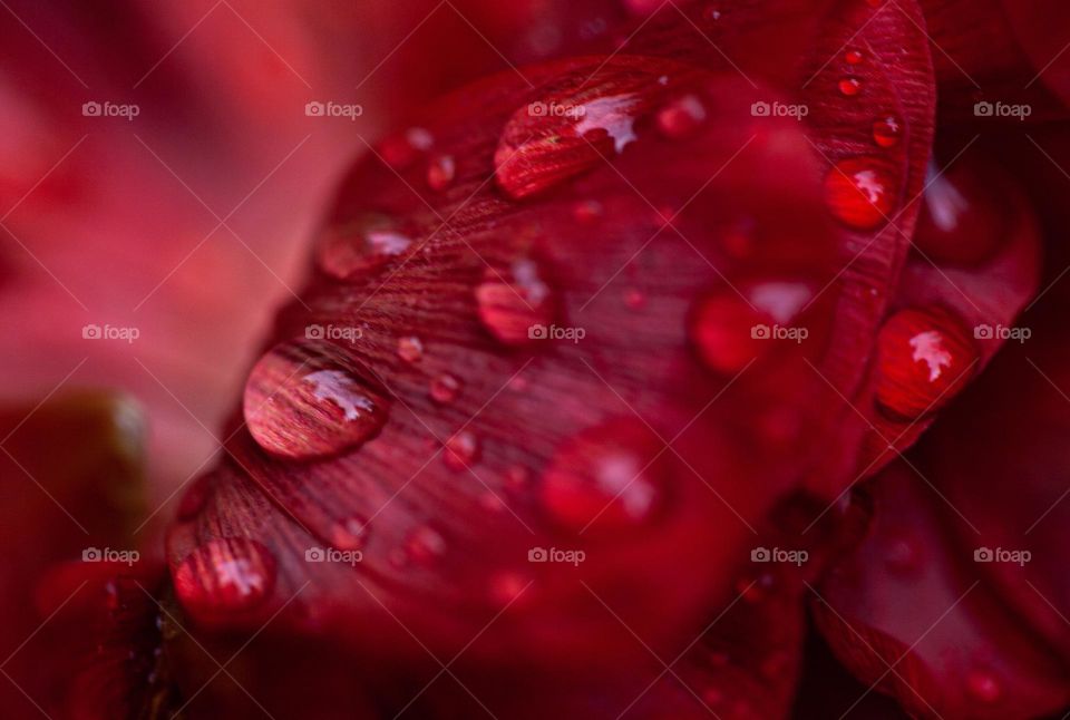Drops on red petal 