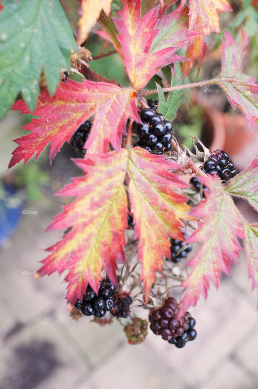 Blackberries in Autumn