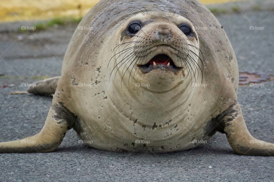 Elephant seal