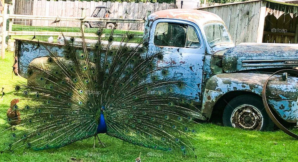 Blue peacock blue truck 