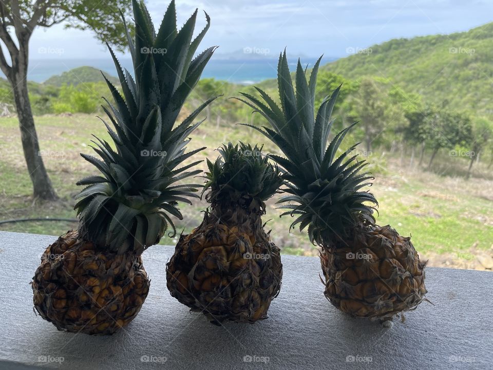 Pineapples and a view 