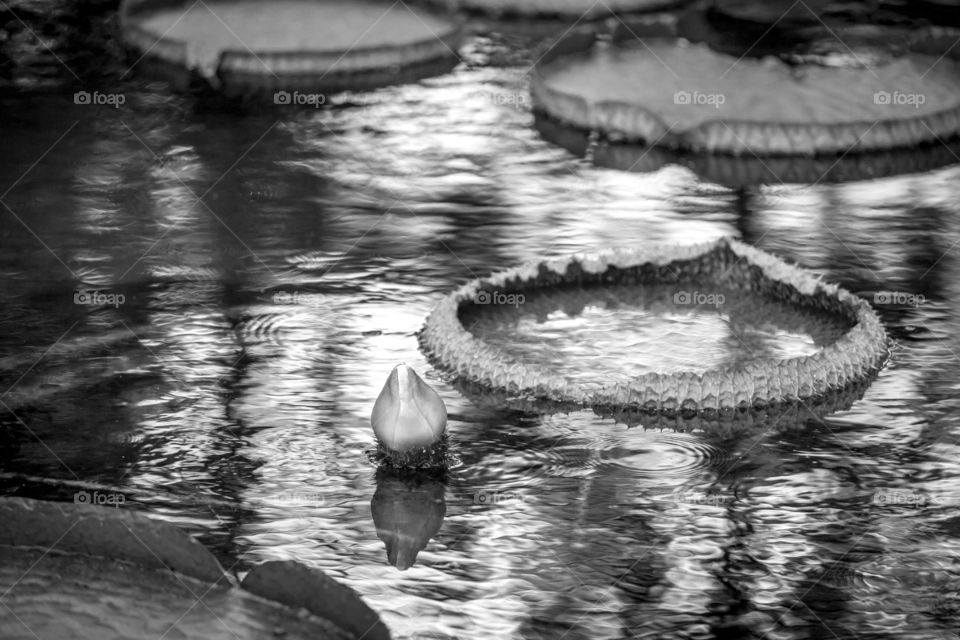 Water lilies in the pond