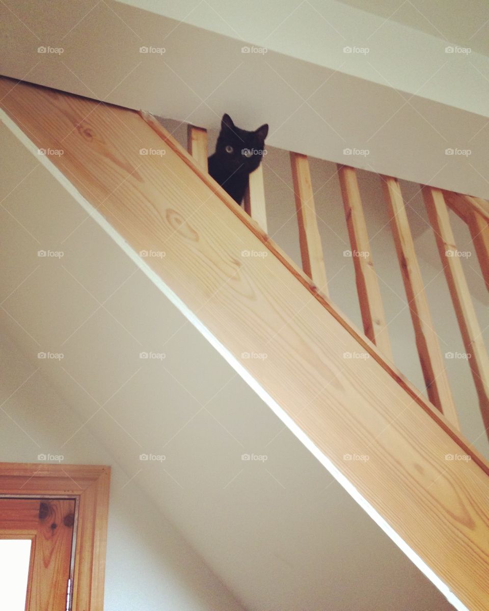 Cat looking down on stairs