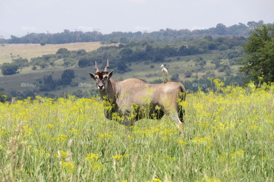 Eland with a bird on his back