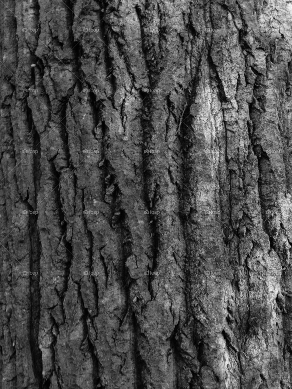 Black and white bark