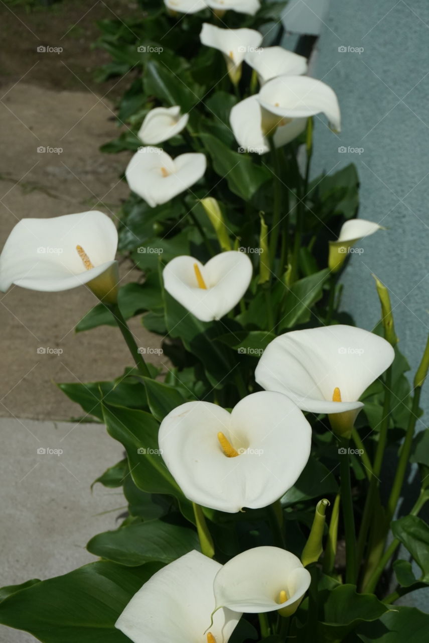 Zanredeschia  Aethiopica *L.) Spreng
Altar Lily 
Arum Lily
Calla Lily
Spring 
California flowers