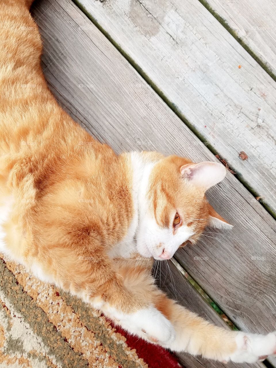 Overhead view of a cat lying on doormat