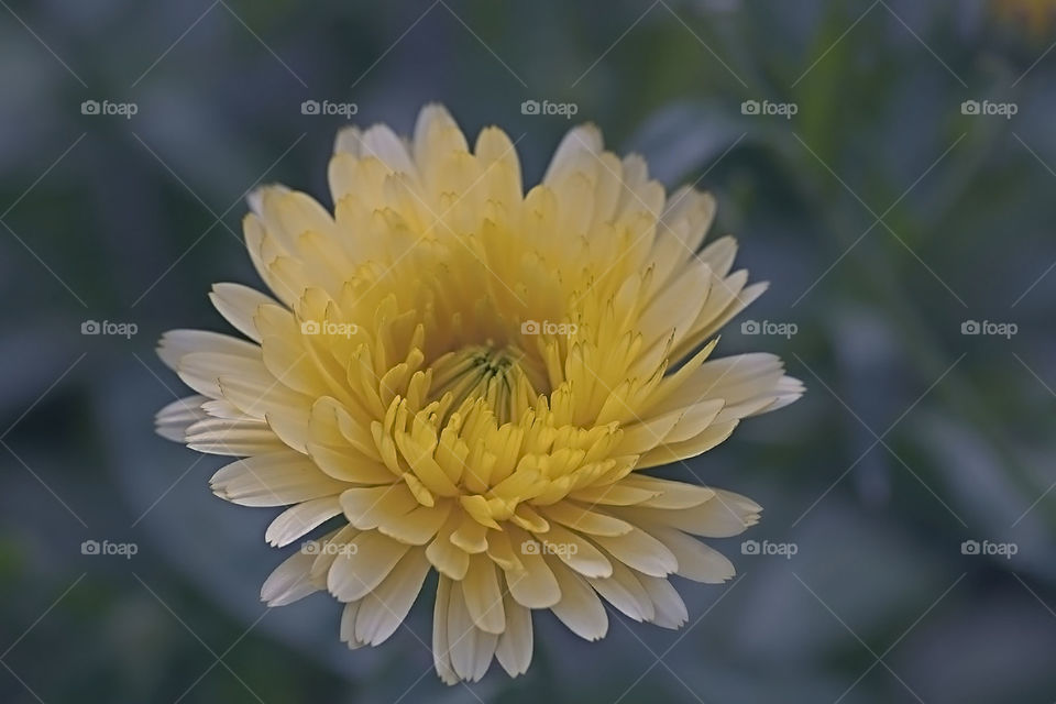 autumn flower, yellow