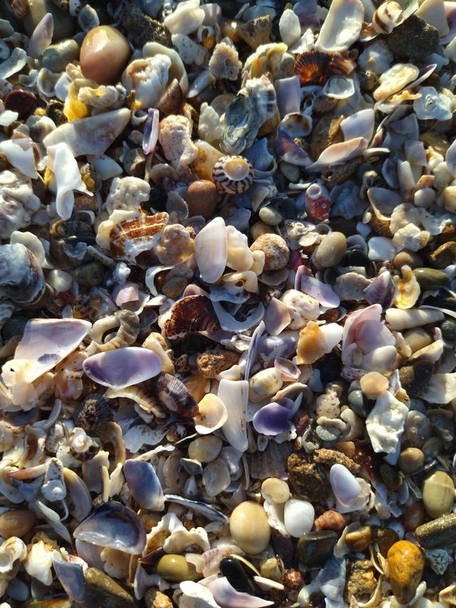 beach and pebbles