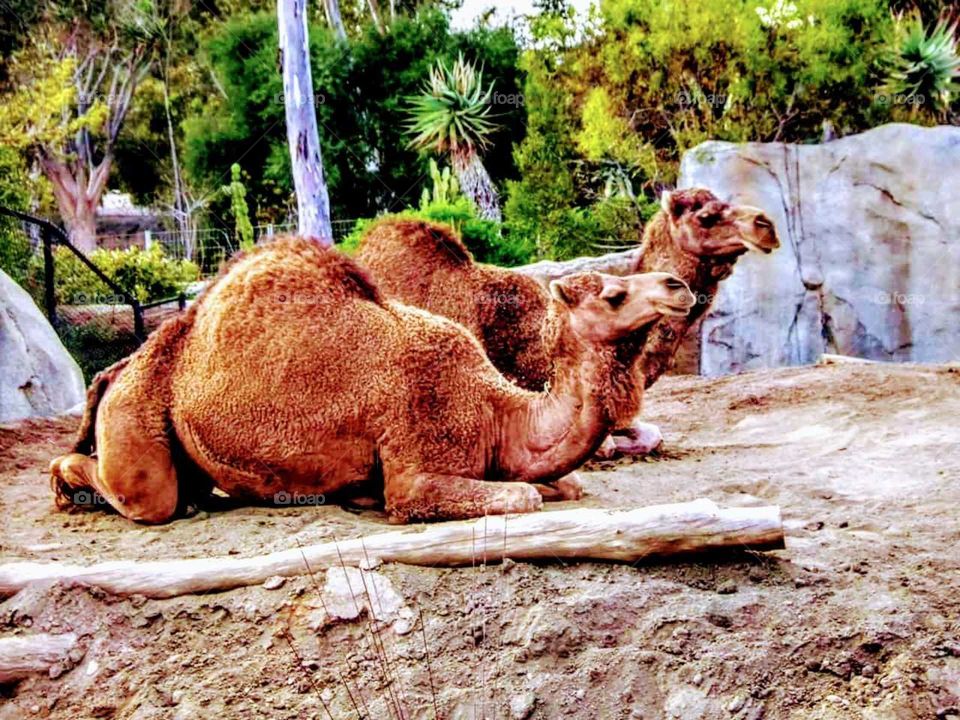 Camels just chillin