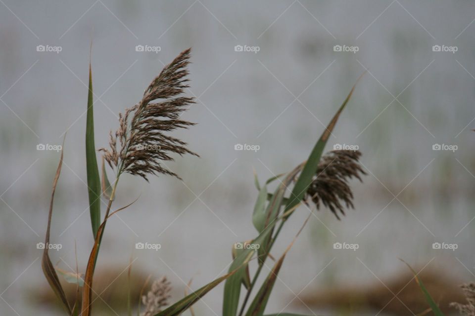 Grass reeds