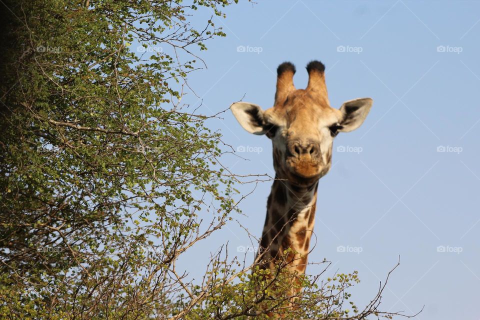 Kruger Park Giraffe 