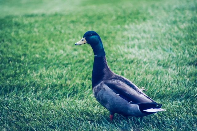 Duck
