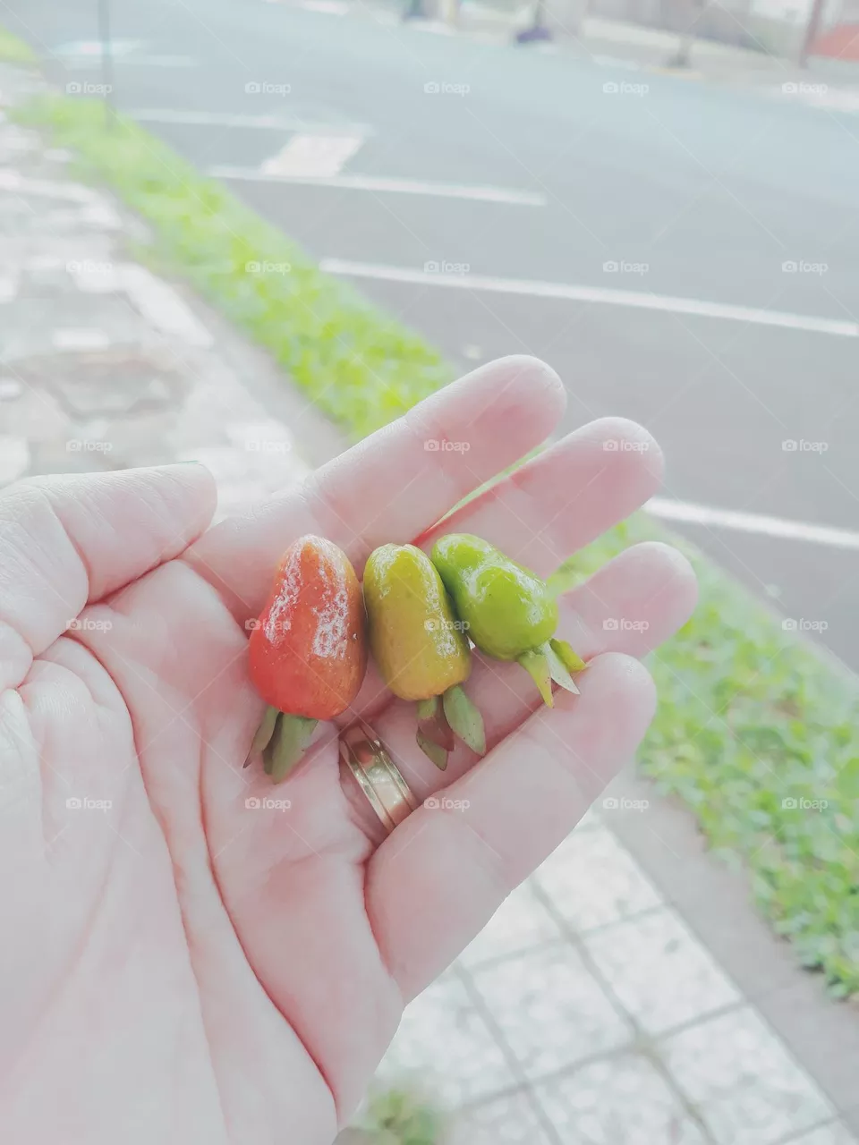 Frutas